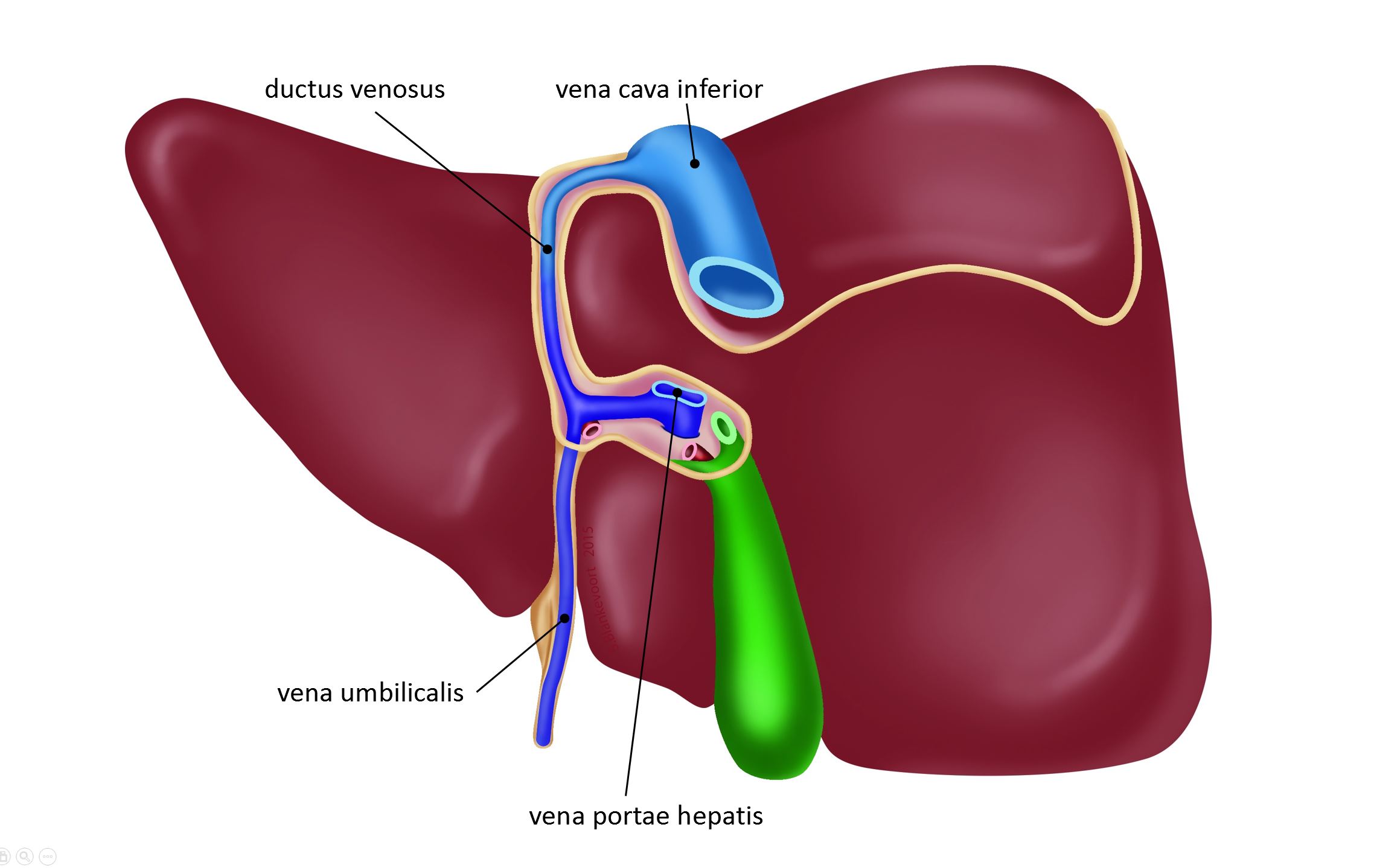 leiden-drawing-posterior-view-prenatal-liver-with-ductus-venosus